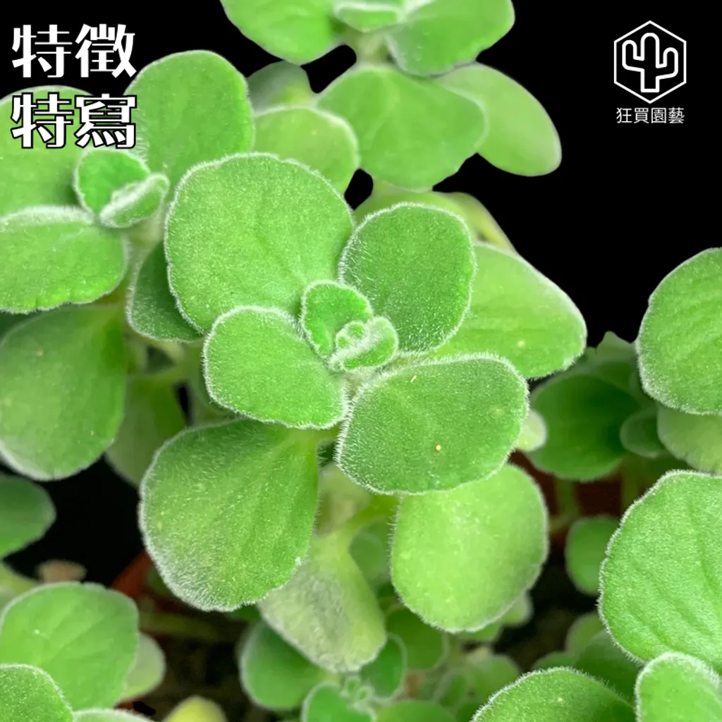 多肉模板 - 第3組 - 64-1735648292806