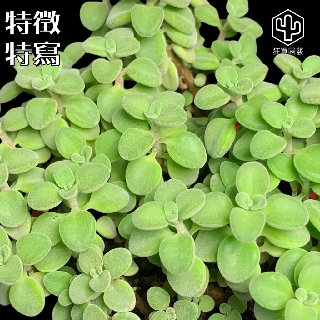多肉模板 - 第3組 - 67-1735648357652