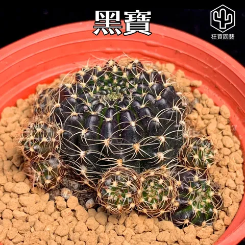 多肉模板 - 第3組 - 68-1735648426562
