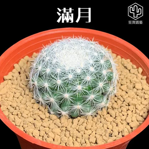 多肉模板 - 第3組 - 71-1735648851654