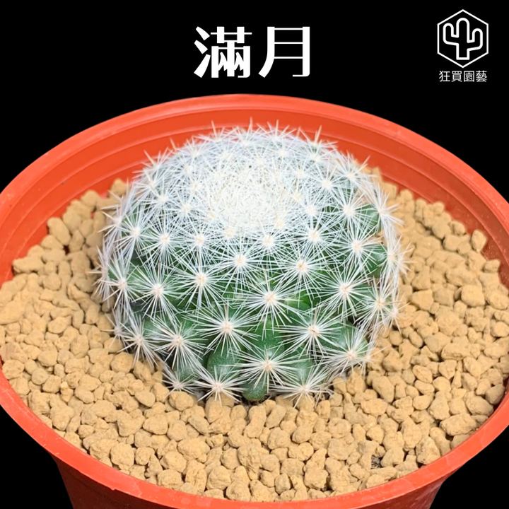 多肉模板 - 第3組 - 71-1735648851654