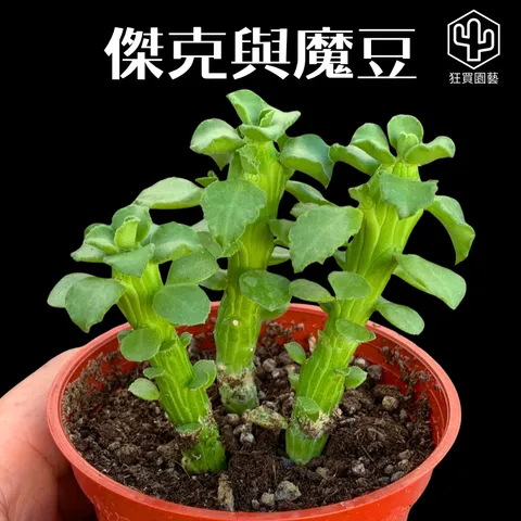 多肉模板 - 第3組 - 77-1735649027024