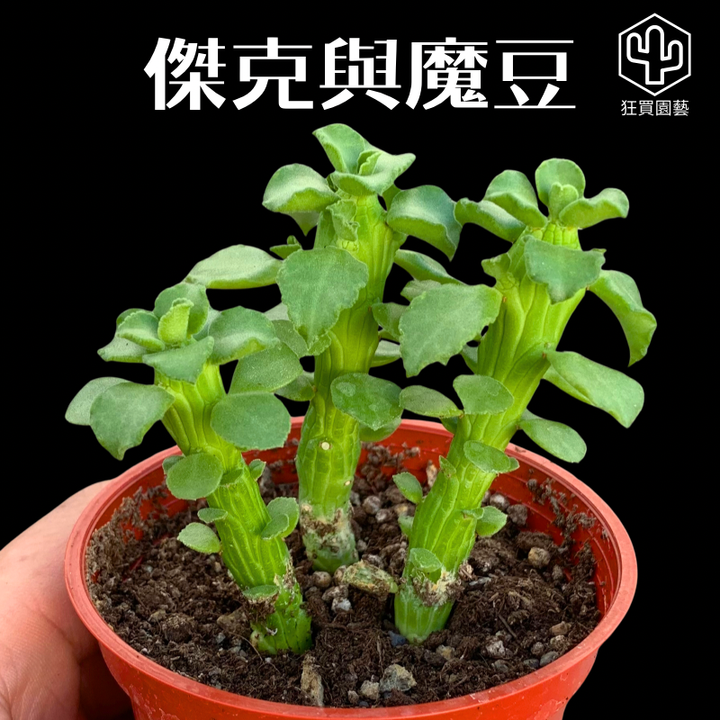 多肉模板 - 第3組 - 77-1735649027024