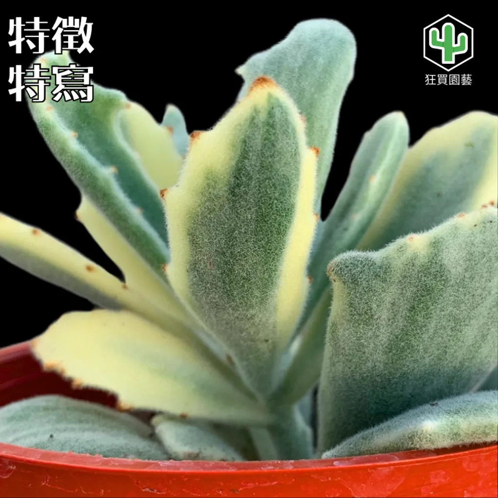 多肉模板 - 第3組 - 82-1735649134352