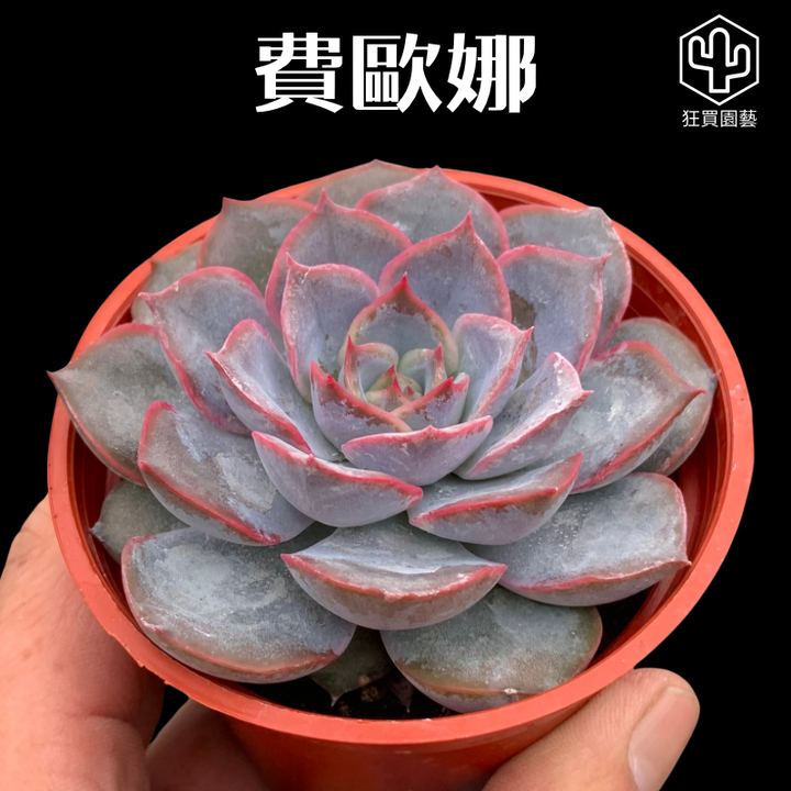 多肉模板 - 第3組 - 92-1735649621349