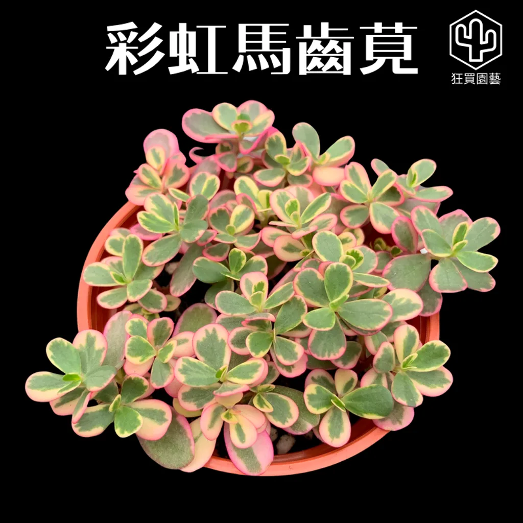 多肉模板 - 第3組 - 95-1735649723772