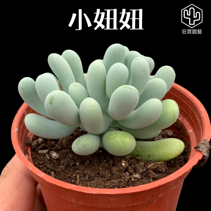 多肉模板 - 第3組 - 101-1735650007690