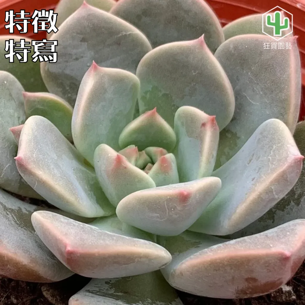 多肉模板 - 第3組 - 107-1735650334294