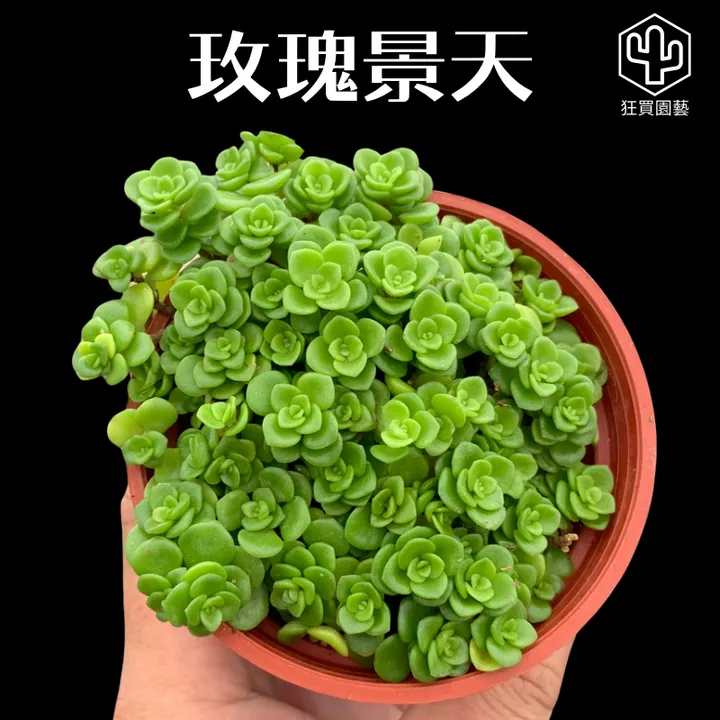 多肉模板 - 第3組 - 128-1735650834246