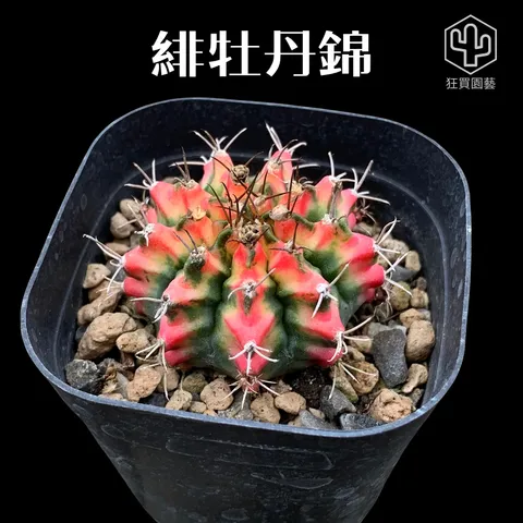 多肉模板 - 第3組 的複本 - 1-1735719349797