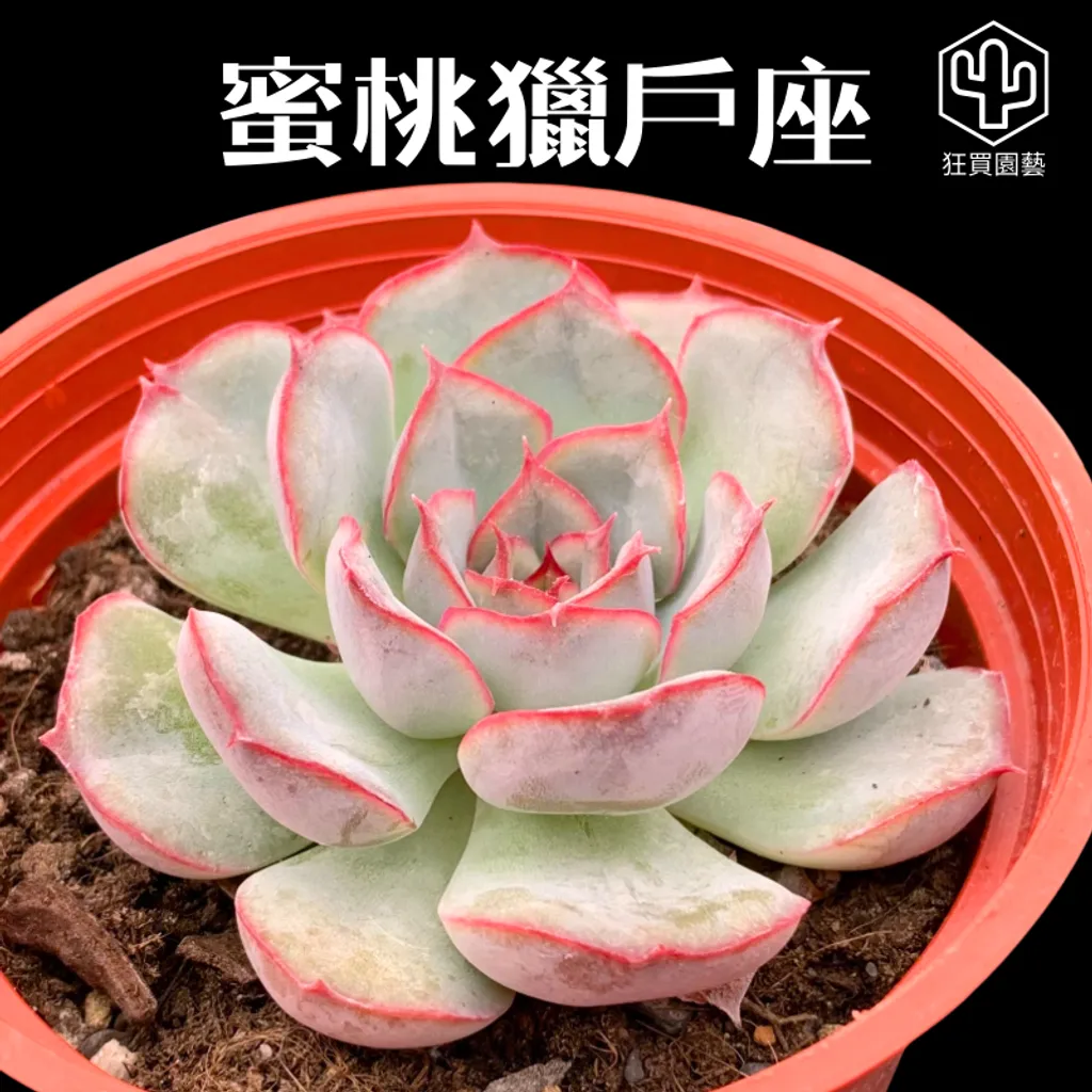 多肉模板 - 第3組 的複本 - 12-1735719631719