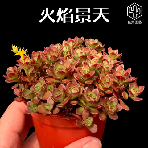 多肉模板 - 第3組 的複本 - 18-1735719761460