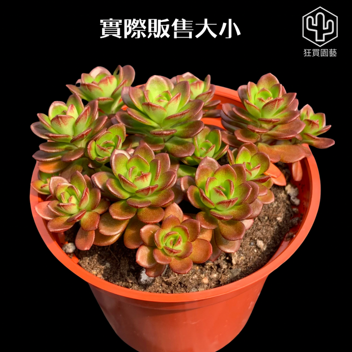 多肉模板 - 第3組 的複本 - 19-1735719761476