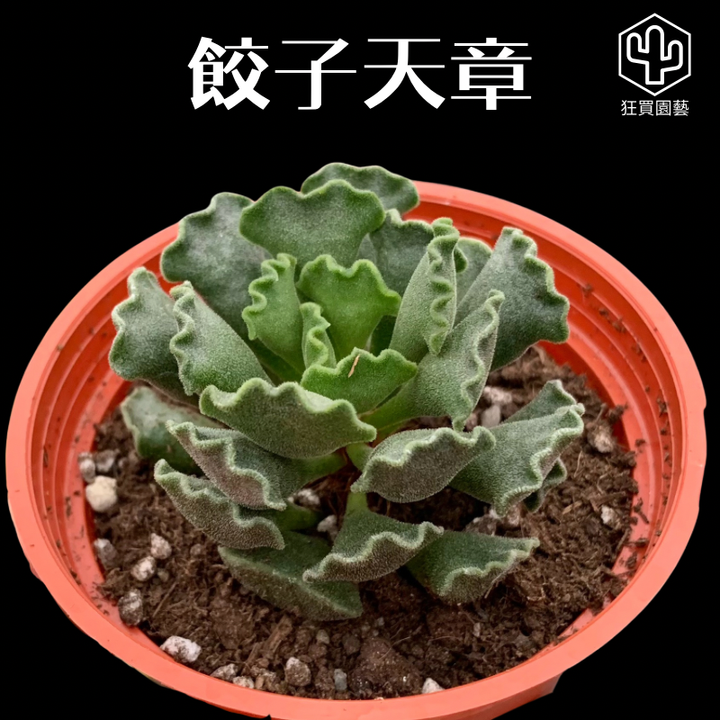 多肉模板 - 第3組 的複本 - 22-1735719820550