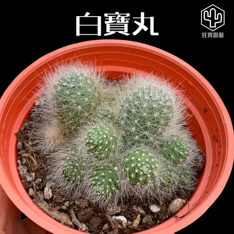 多肉模板 - 第3組 的複本-1735720728534
