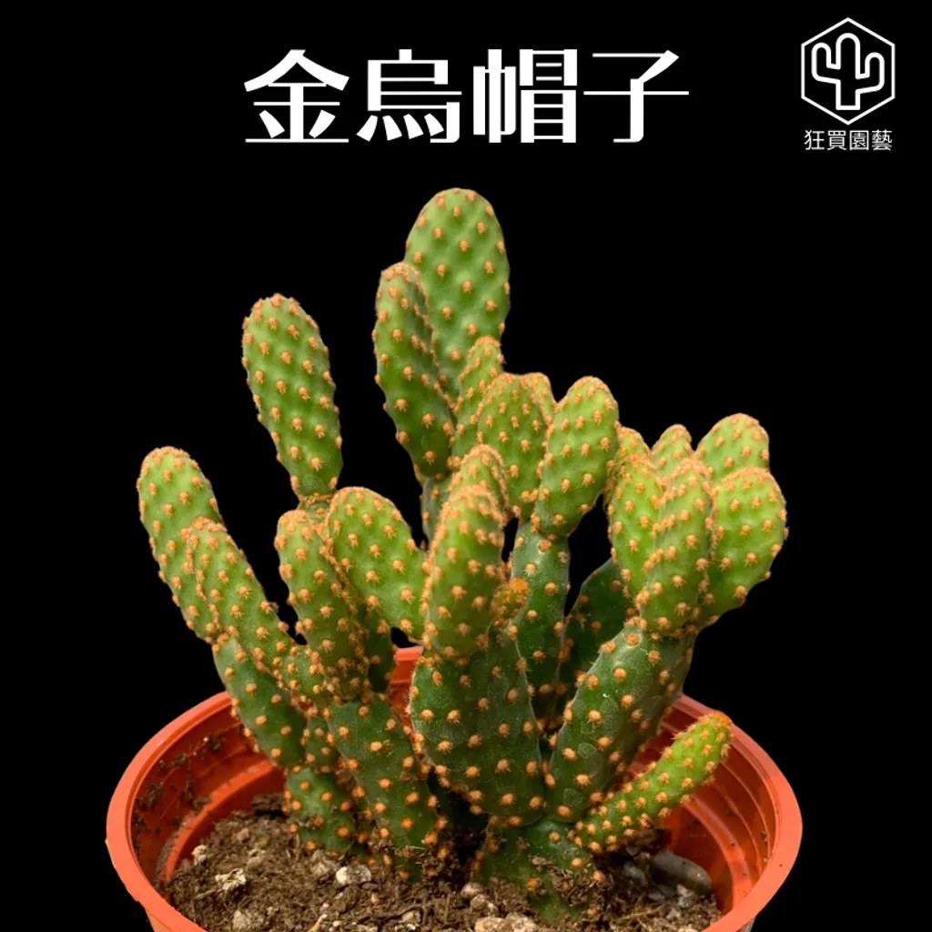 多肉模板 - 第3組 的複本 - 42-1735721001198
