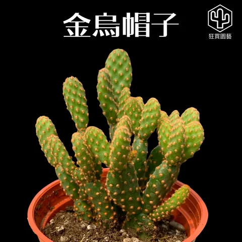 多肉模板 - 第3組 的複本 - 42-1735721001198