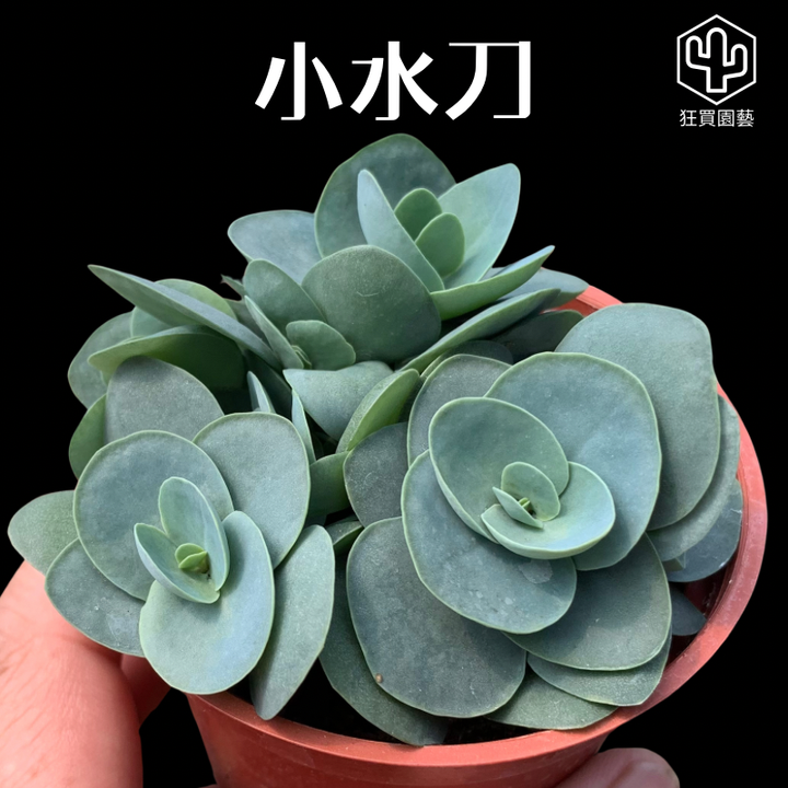 多肉模板 - 第3組 的複本 - 48-1735721178120