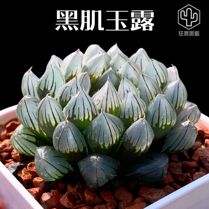 紅唇 的複本.zip - 8-1735722094436