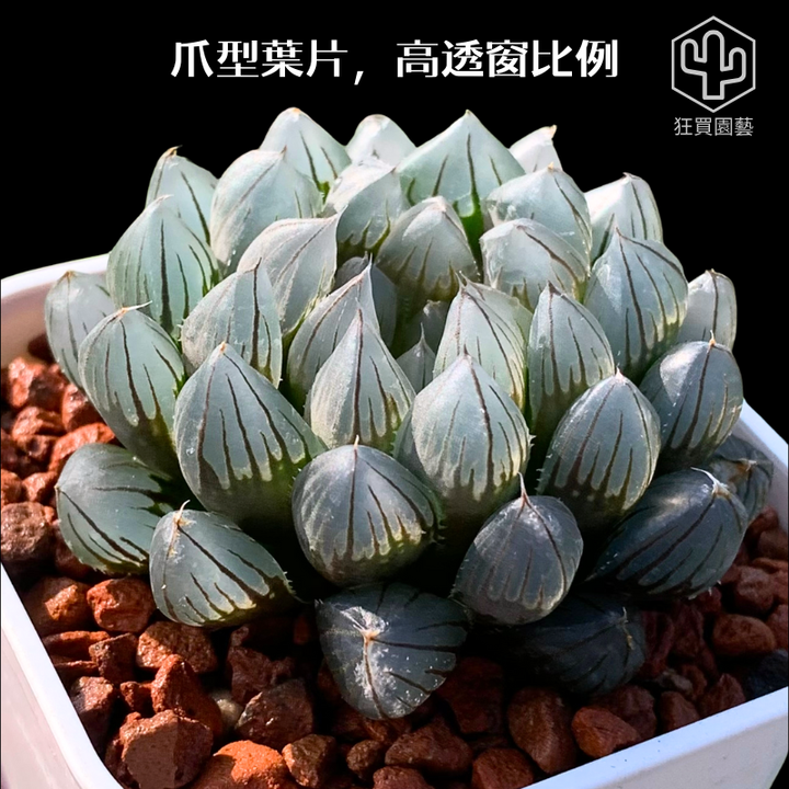 紅唇 的複本.zip - 9-1735722094457