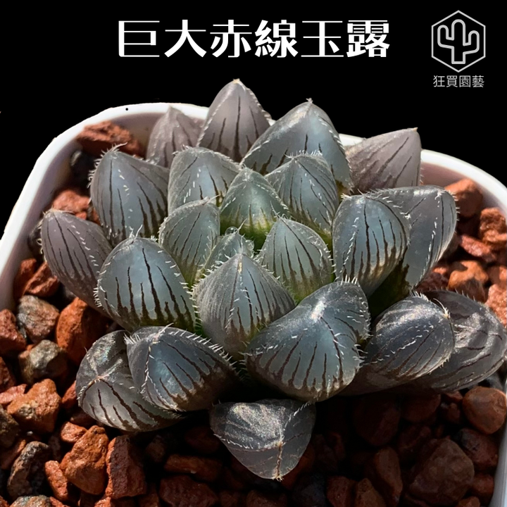 紅唇 的複本.zip - 11-1735738601905