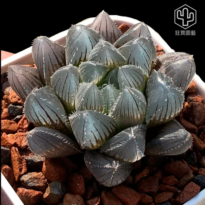 紅唇 的複本.zip - 12-1735738601908