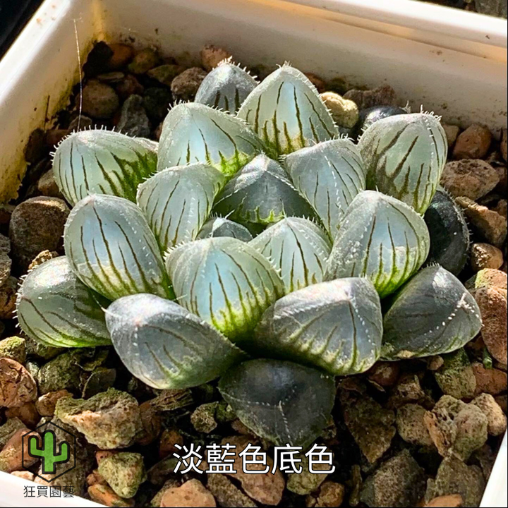 紅唇 的複本.zip - 15-1735738751934