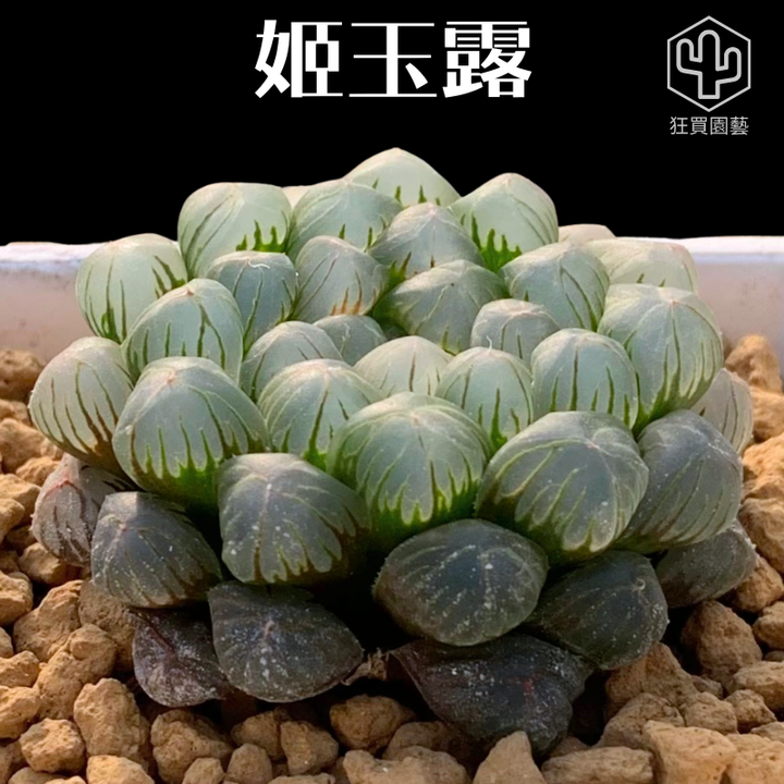 紅唇 的複本.zip - 17-1735738921248