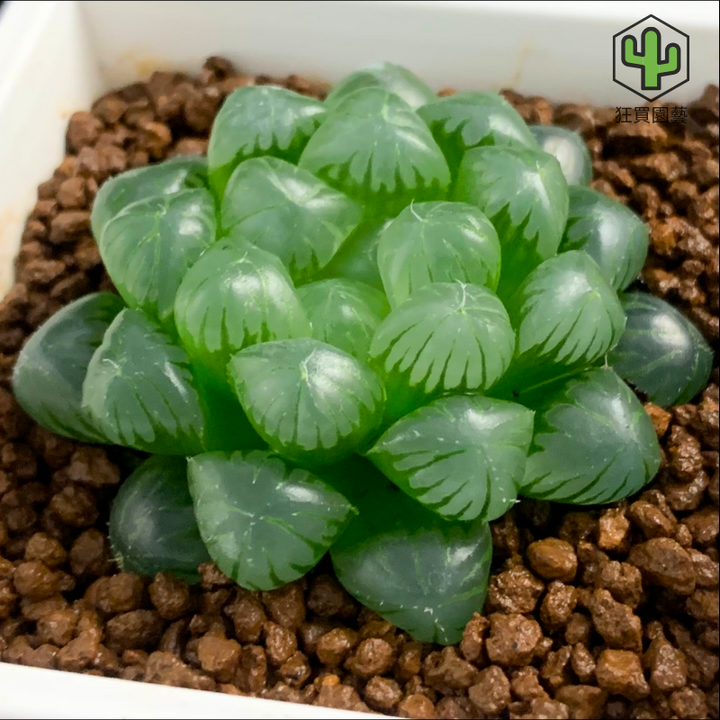 紅唇 的複本.zip - 20-1735738921266