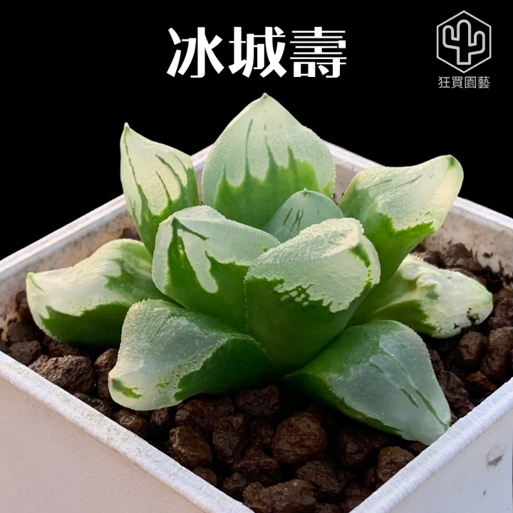 紅唇 的複本.zip - 23-1735739087322