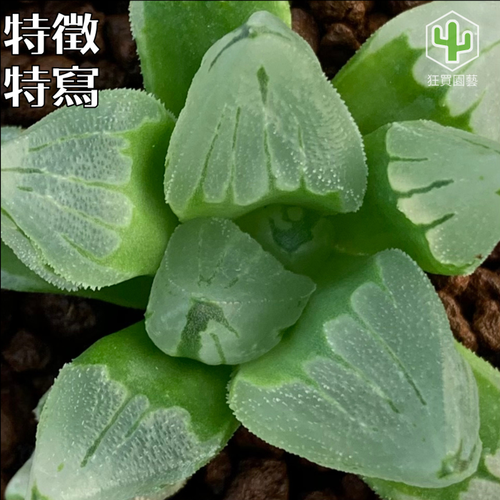 紅唇 的複本.zip - 25-1735739087355