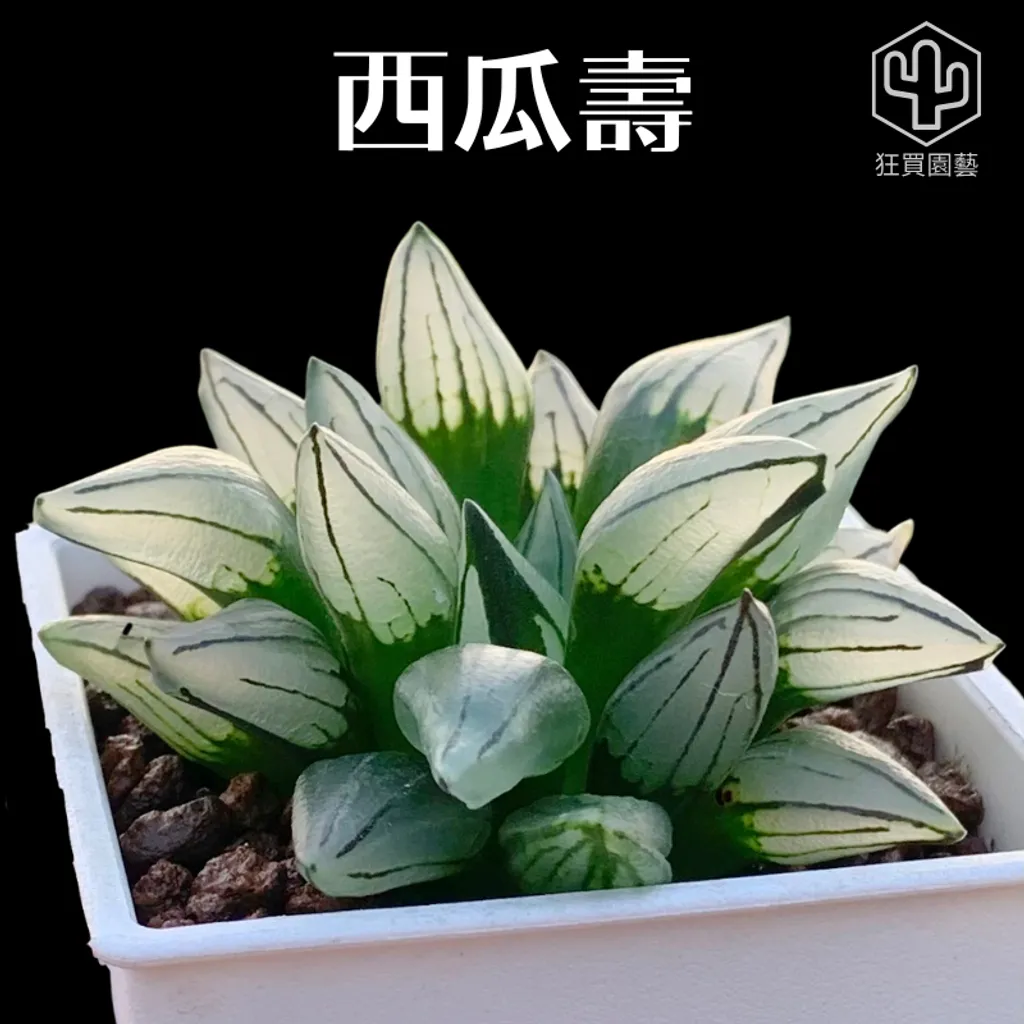 紅唇 的複本.zip - 26-1735739220417