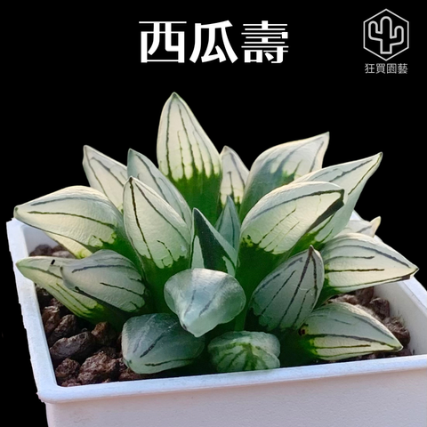 紅唇 的複本.zip - 26-1735739220417