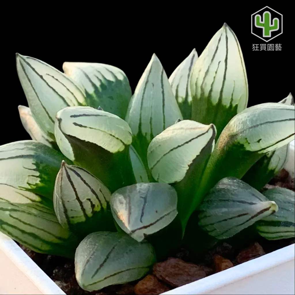 紅唇 的複本.zip - 28-1735739220456