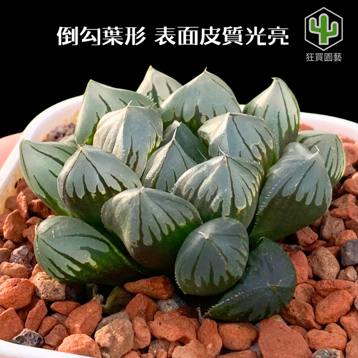 紅唇 的複本.zip - 30-1735739329056