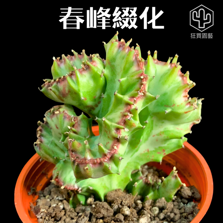 紅唇 的複本.zip - 35-1735739880258