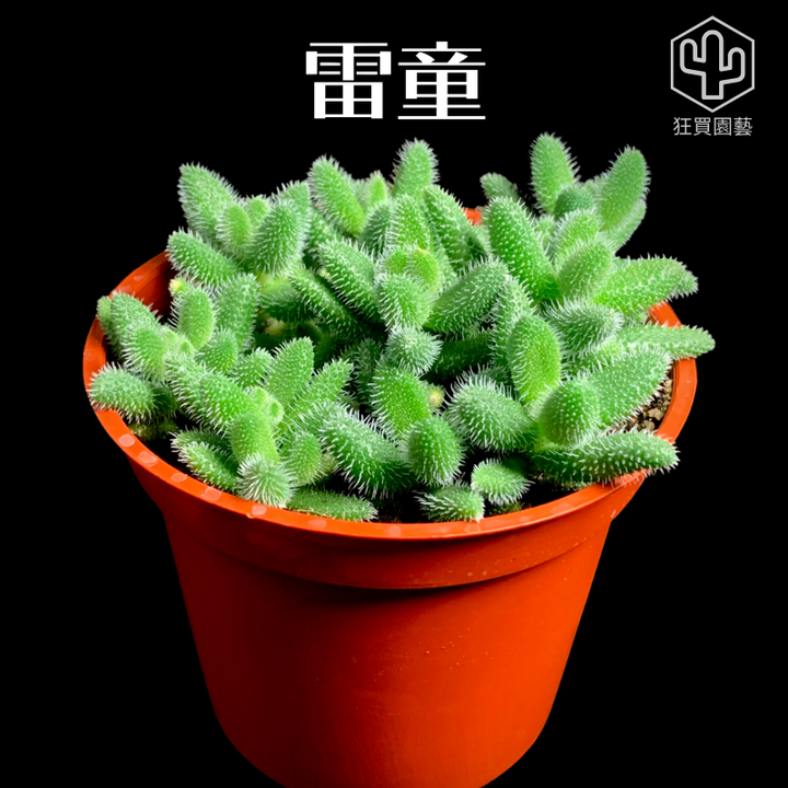 紅唇 的複本.zip - 38-1735741907713