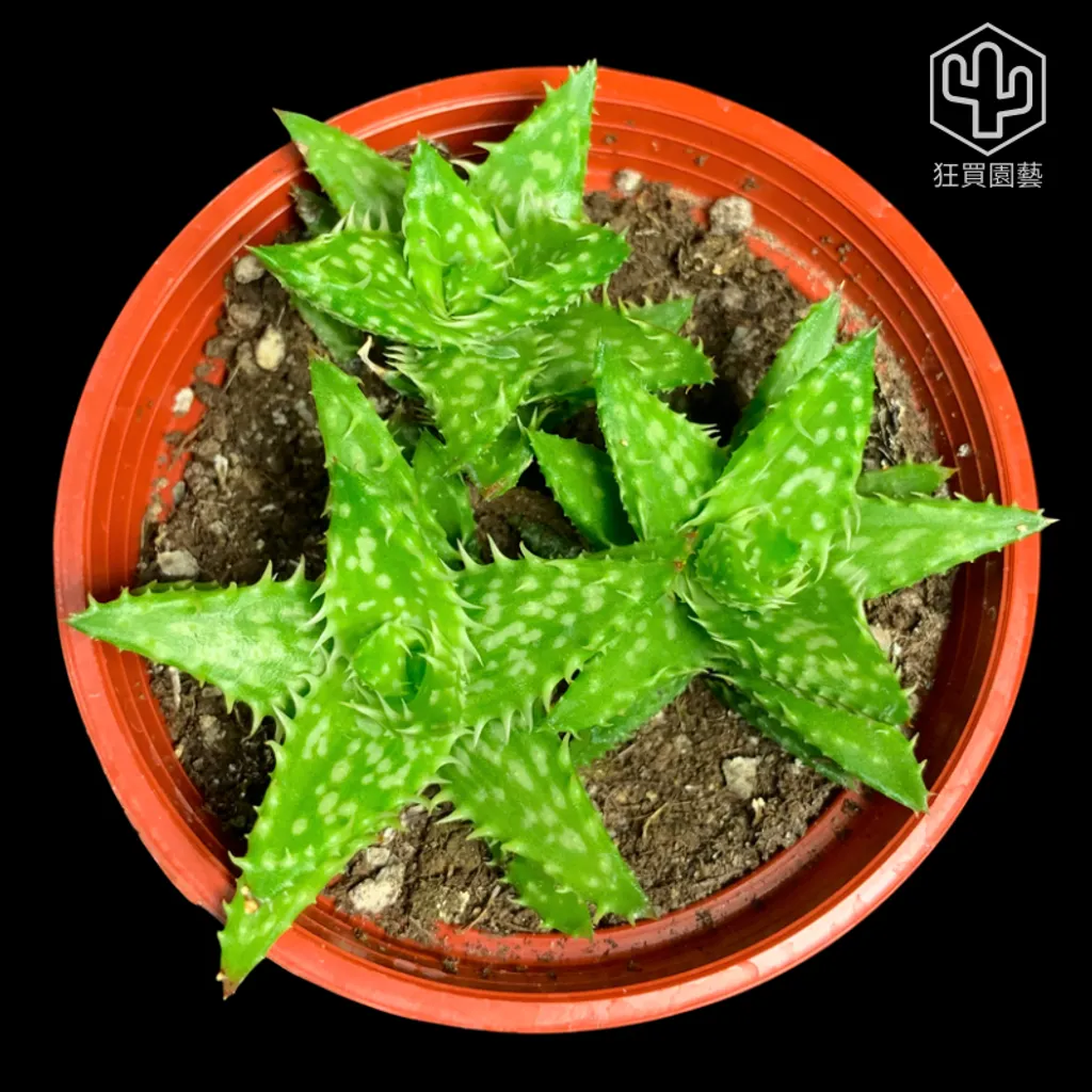 紅唇 的複本 - 2-1735742033272