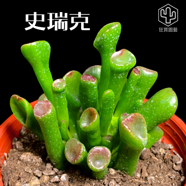 紅唇 的複本 - 4-1735742246960