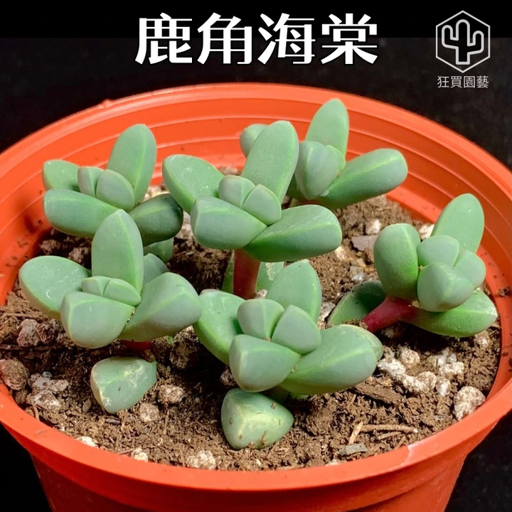 紅唇 的複本 - 12-1735742369617
