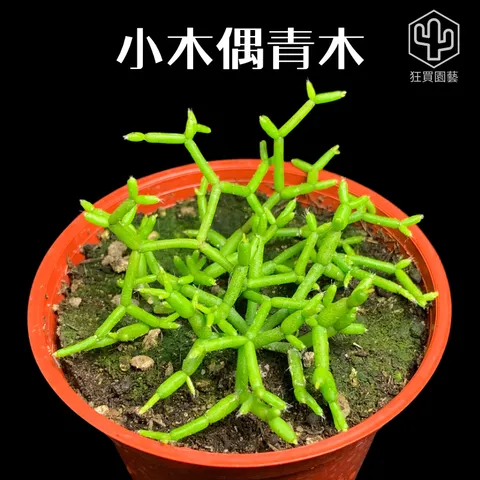 紅唇 的複本 - 21-1735742650717