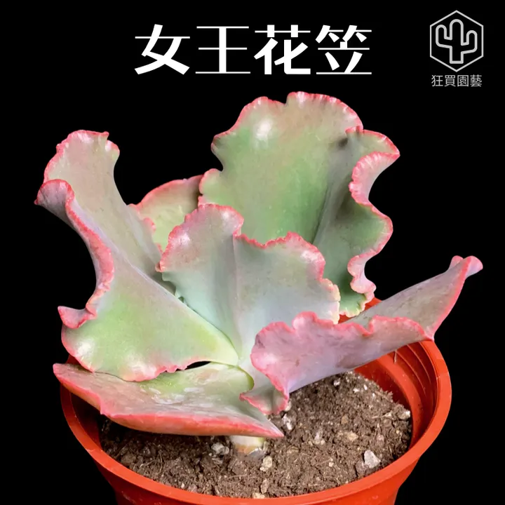 紅唇 的複本 - 24-1735742726290
