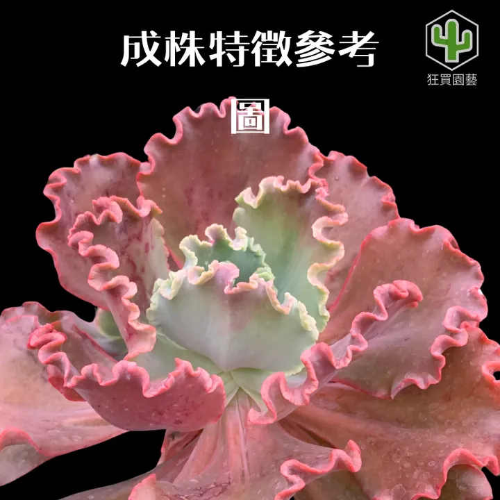 A02225AE-2DDB-4382-9170-172BBE58D97A-1735742726277