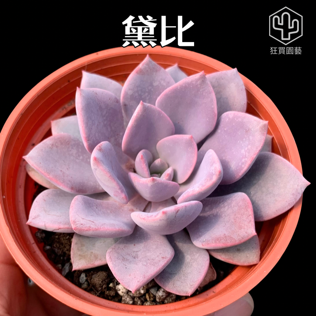 紅唇 的複本 - 33-1735743050032