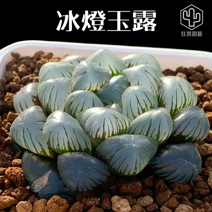 紅唇 - 9-1735801317183