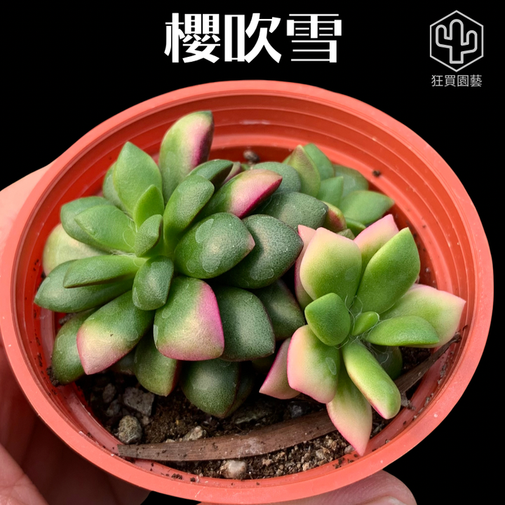 紅唇 - 15-1735824269531