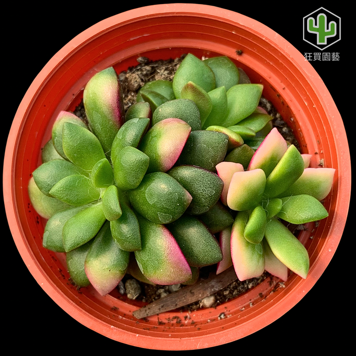 紅唇 - 16-1735824269548