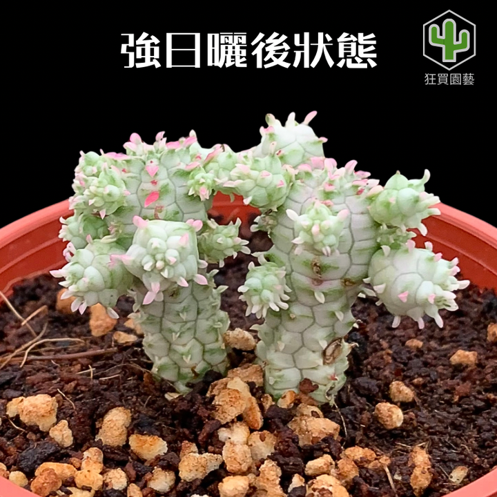 紅唇 - 19-1735824338766