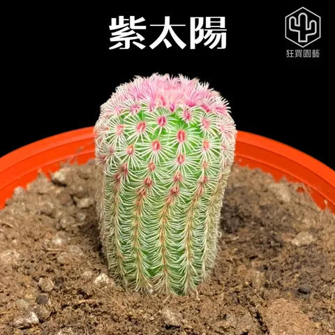 紅唇 - 22-1735824398249