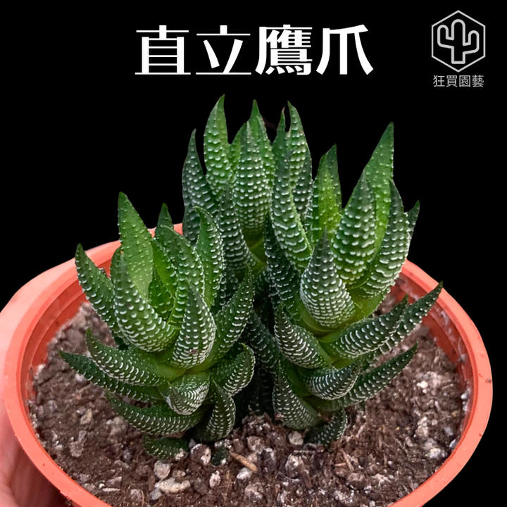 紅唇 - 25-1735824458552